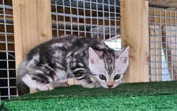 Bengal cats for sale: Female and male Bengal kittens - Advert 13