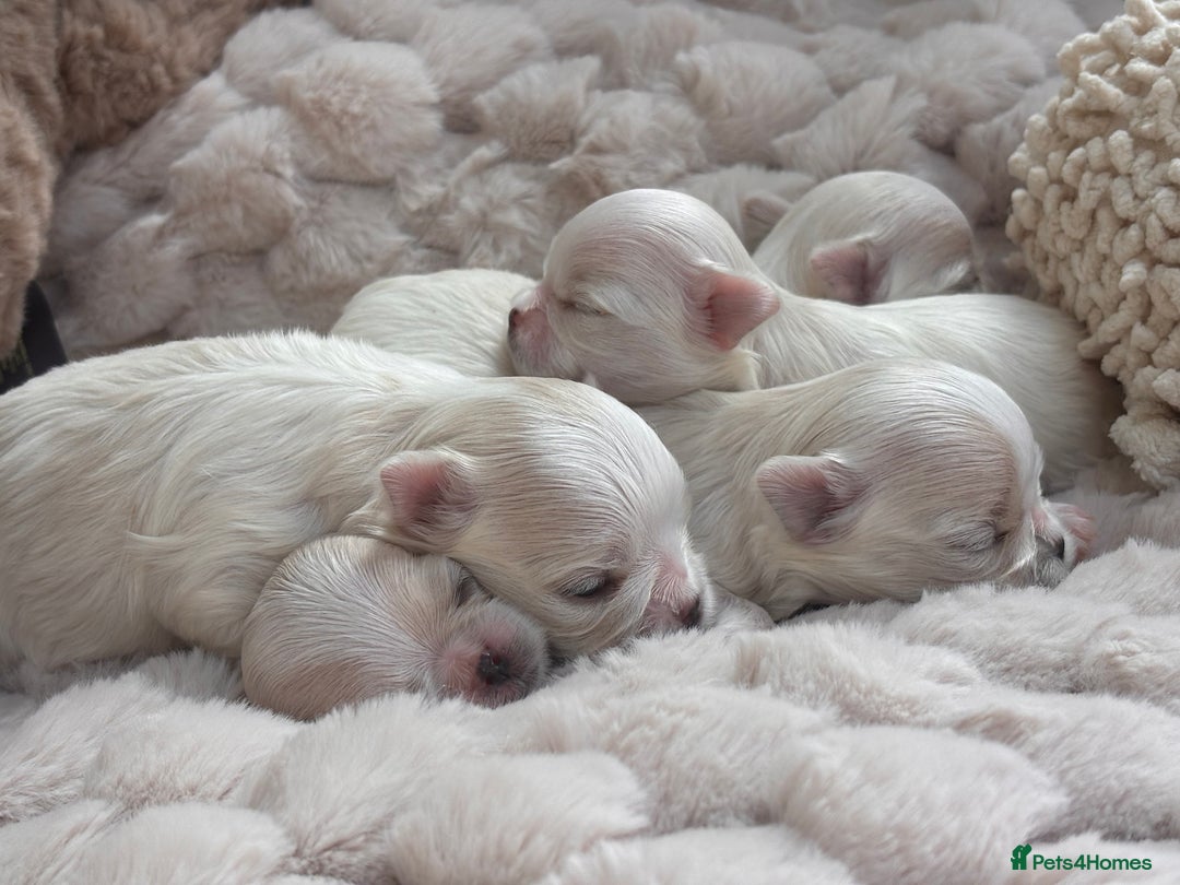 Maltese dogs for sale: ✨💫Tiny Exquisite Bambelina Maltese 💫✨ - Image 8