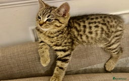 Bengal cats for sale: Gorgeous bengal male kitten - Image 1