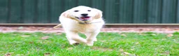 Golden Retriever dogs for sale: Purpose Bred Puppies for Assistance & Family Homes - Advert 8