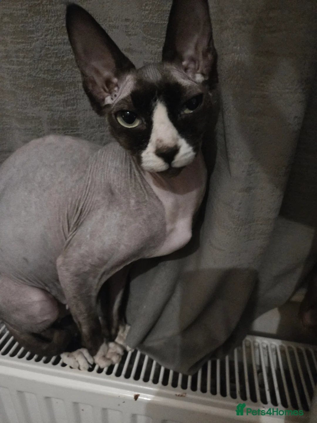 Siamese cats for sale: Beautiful siamese boys and girls  - Advert 23