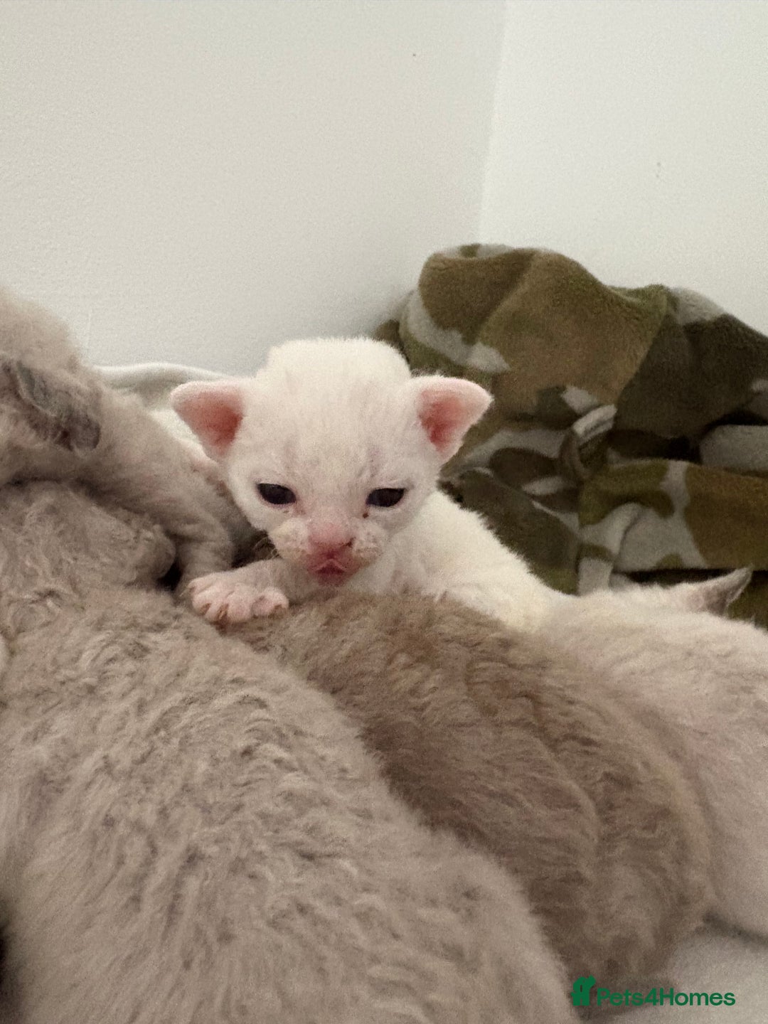 Devon Rex cats for sale: ❤️Devon rex kittens available 😻 - Image 3