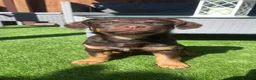 Jackshund dogs for sale: Coco  - Advert 1