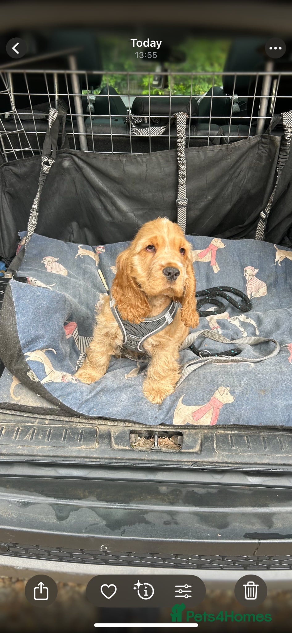 Cocker Spaniel dogs 1 SHOW stunning true to the type show cocker 🐶  - Advert 10