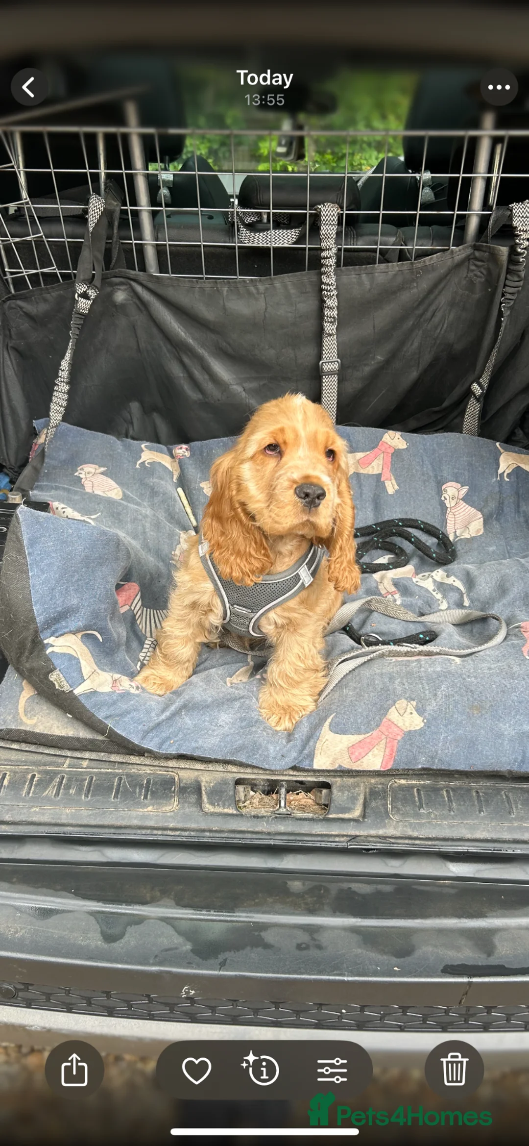 Cocker Spaniel dogs for sale: 1 SHOW stunning true to the type show cocker 🐶  - Advert 1
