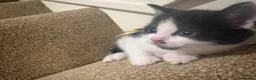 Mixed Breed cats for sale: Beautiful kittens🤍✨ - Advert 10