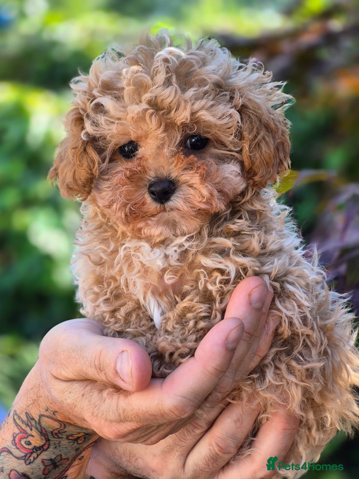 Maltipoo dogs 🐶Amazing Tiny Asian Korean Maltipoo Puppies🐶🦴  - Advert 2