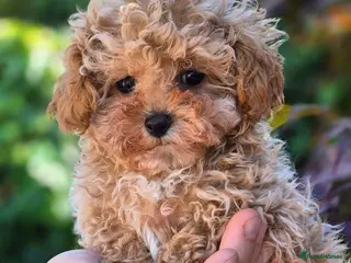 Maltipoo dogs 🐶Amazing Tiny Asian Korean Maltipoo Puppies🐶🦴 - Advert 1