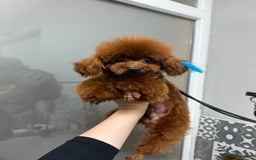 Poodle dogs for sale: Stunning Asian poodle for sale 🤩 - Image 6