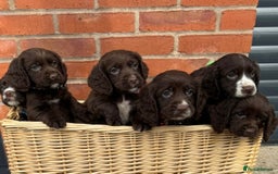 Cocker Spaniel dogs for sale: KC Reg Cocker Spaniel Puppies - Image 1