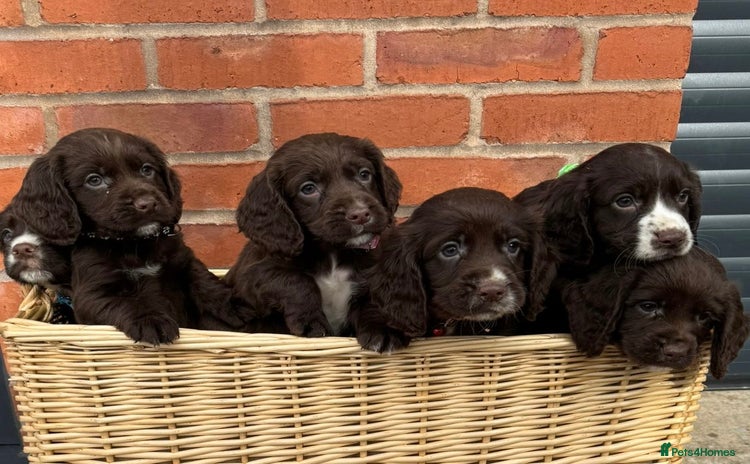 Cocker Spaniel dogs - Advert 1