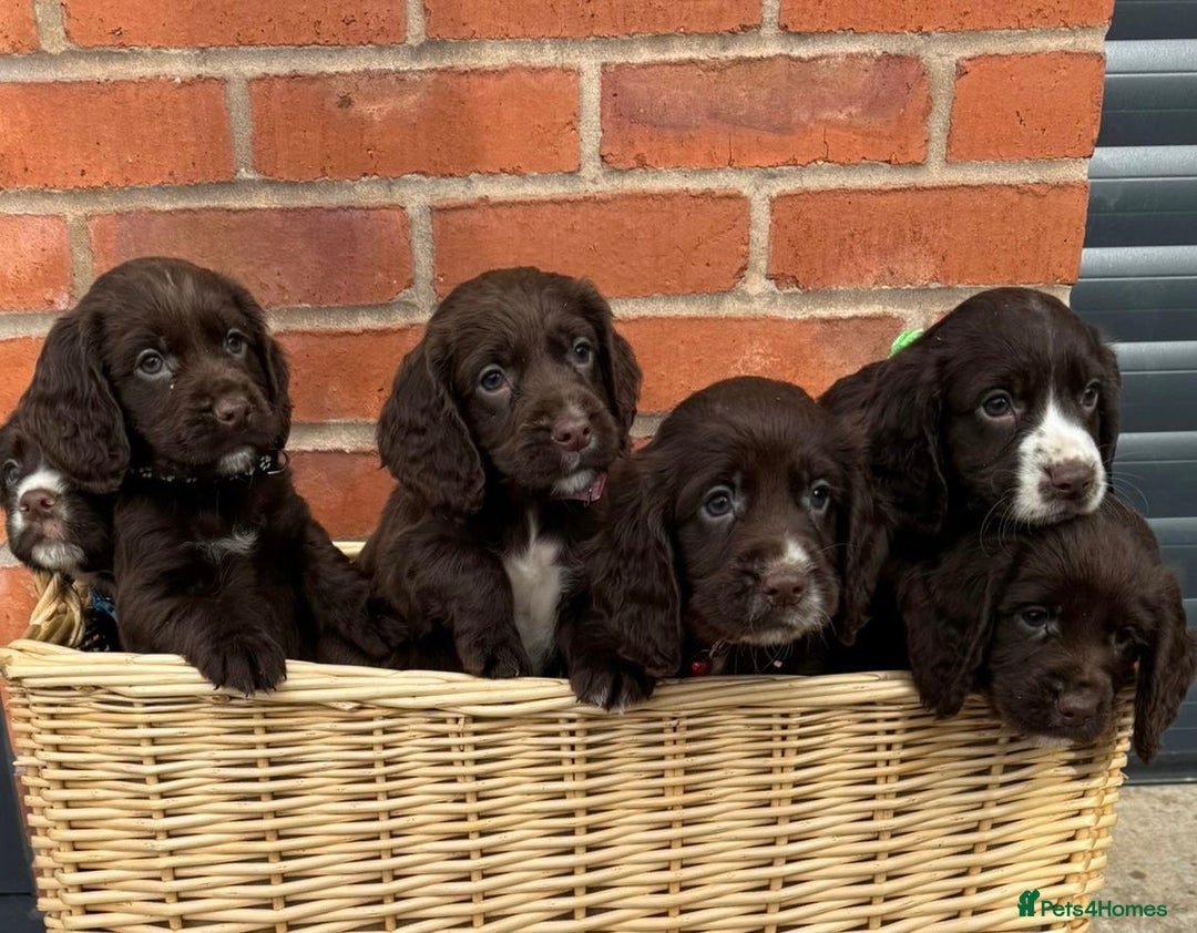 Cocker Spaniel dogs for sale: KC Reg Cocker Spaniel Puppies - Image 1