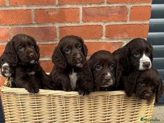 Cocker Spaniel dogs - Advert 4