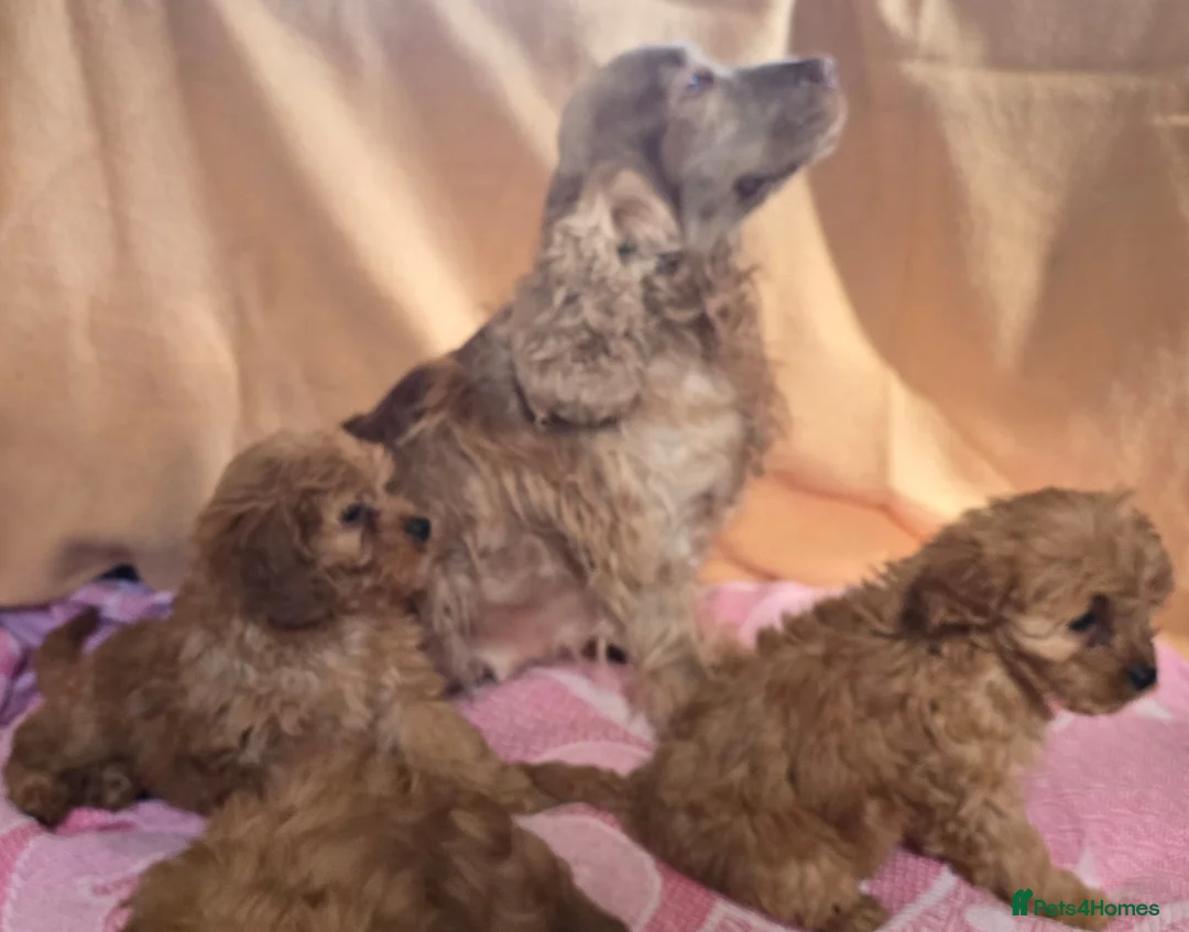 Cockapoo dogs for sale: Cockapoo puppies  in Craigavon - Advert 5