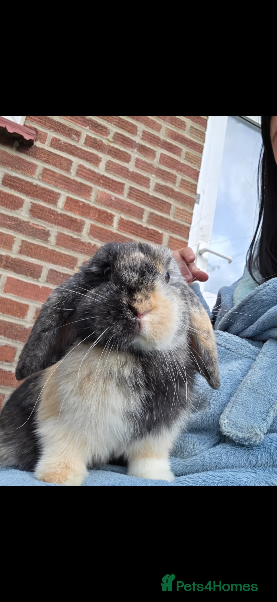 Mini Lop rabbits for sale: Female minilop lop - Advert 4