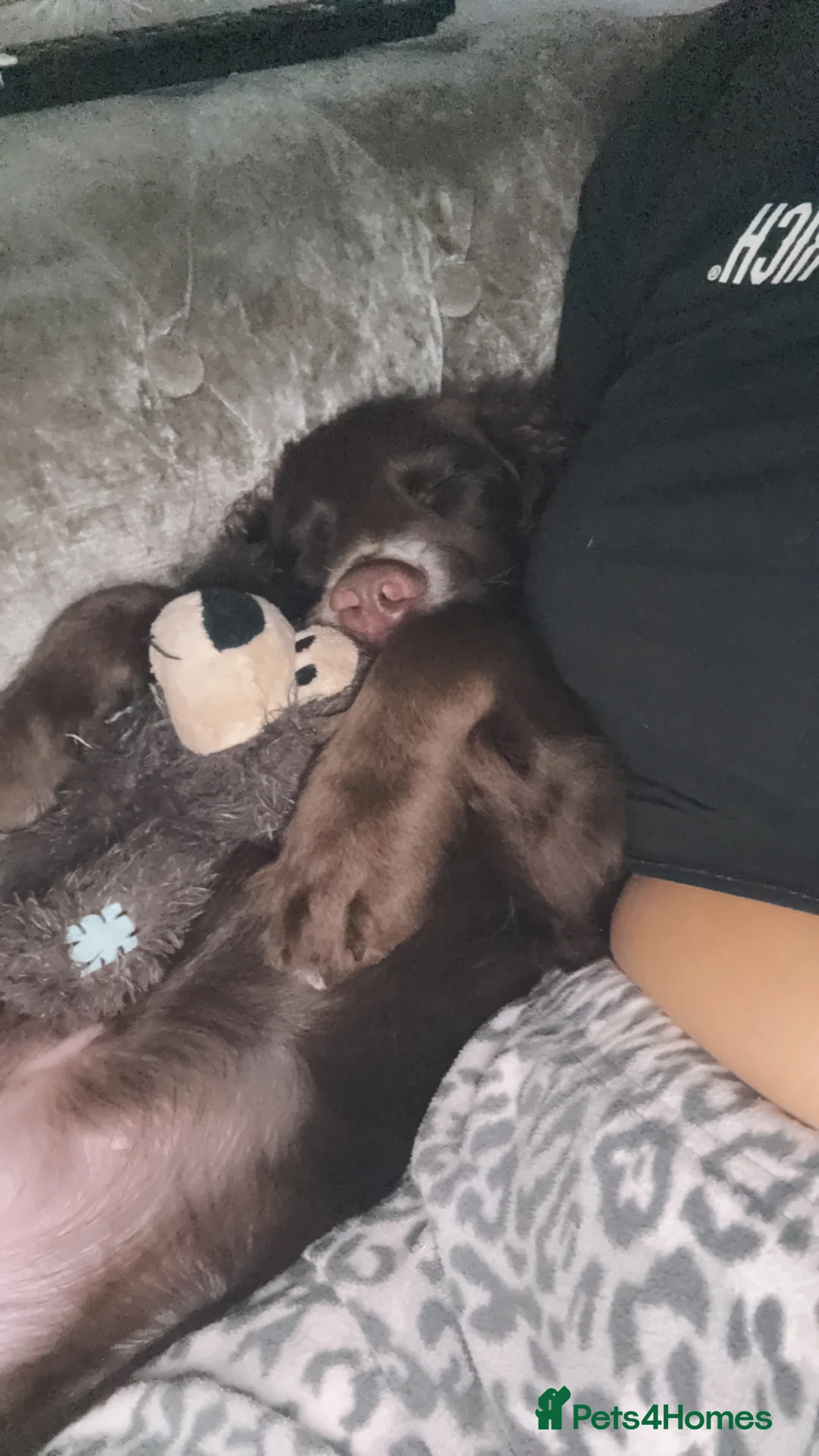 Sprocker dogs for sale: Rio the cocker spaniel  - Advert 7