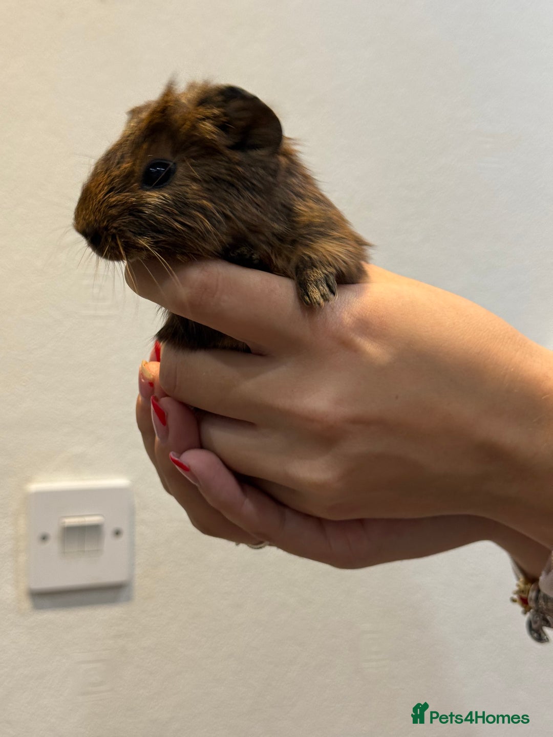 Guinea Pig rodents for sale: Baby guinea pigs for sale - Image 18
