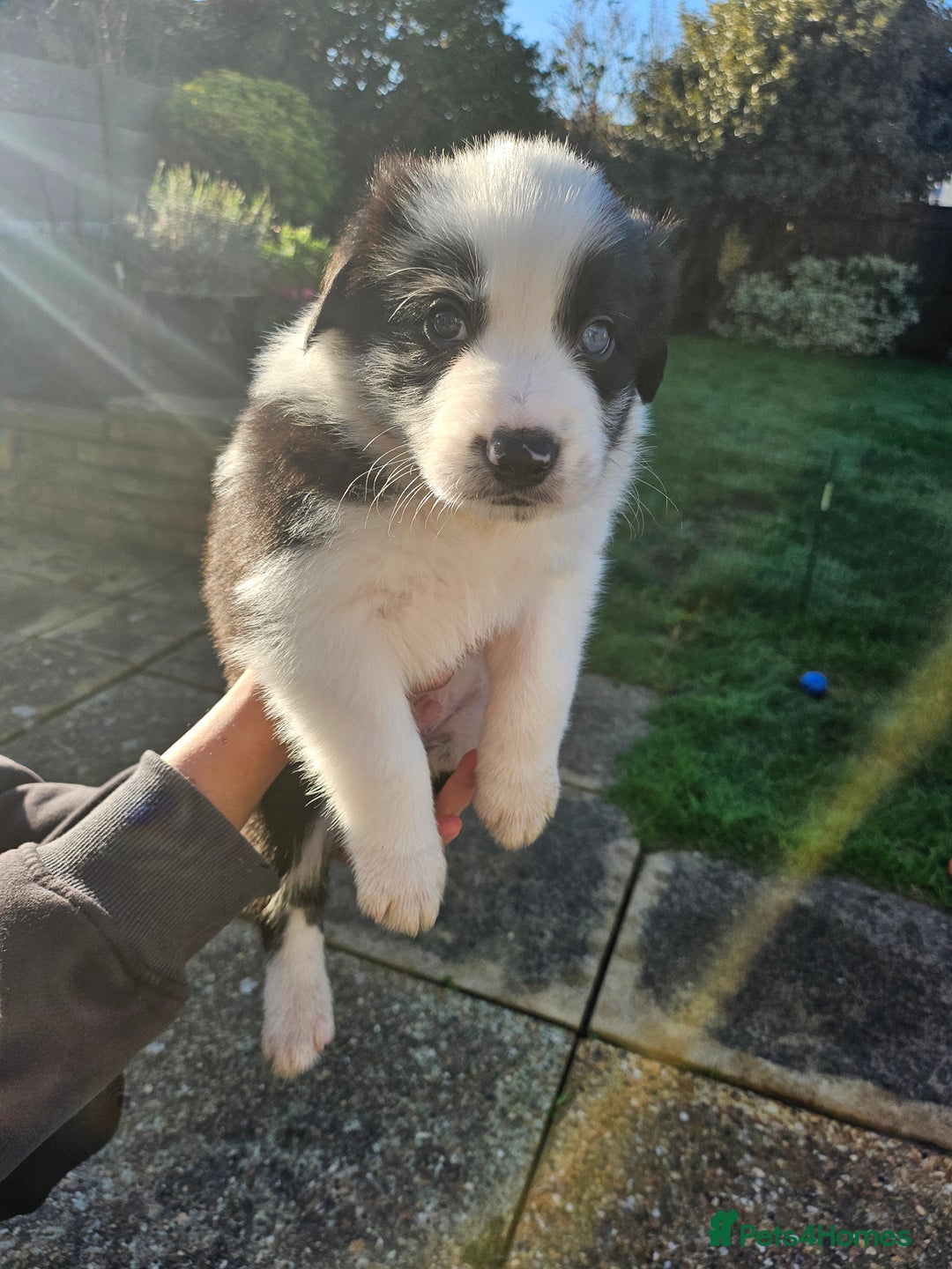 Border Collie dogs for sale: Border Collie Puppies - Advert 5