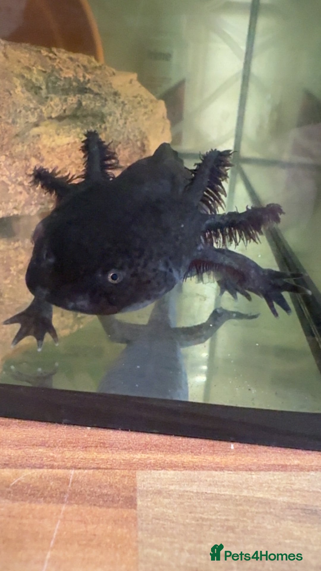 Axolotl reptiles for sale: Axolotls (Males & Females) - Advert 2