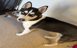 Siberian Husky dogs for sale: Siberian husky  - Image 3