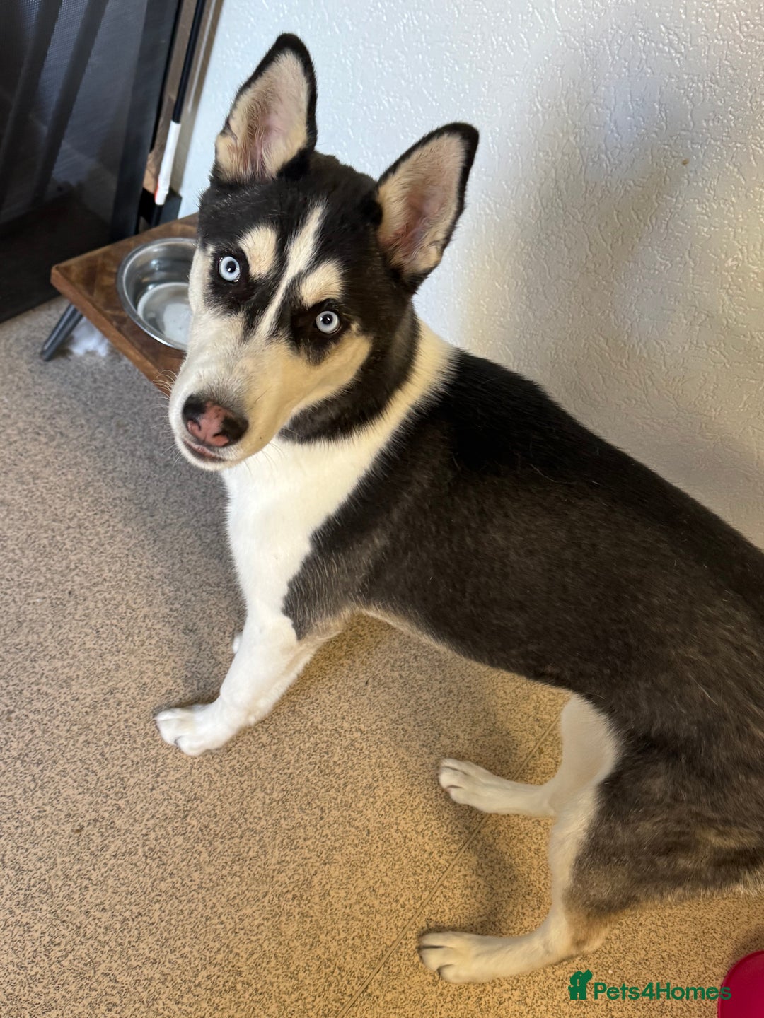 Siberian Husky dogs for sale: Siberian husky  - Image 3