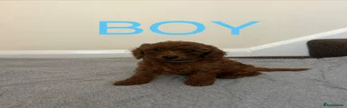 Miniature Poodle 1