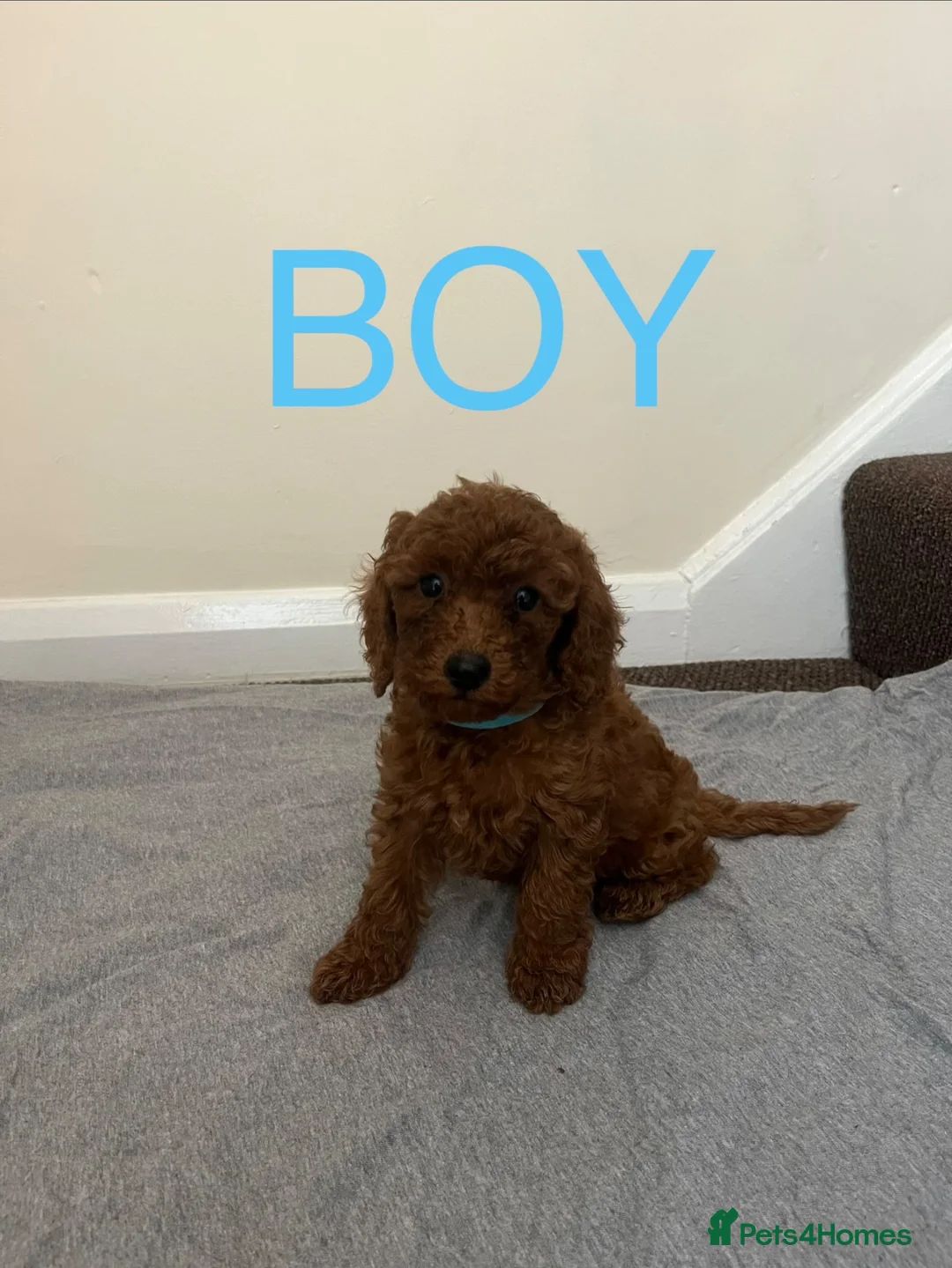 Miniature Poodle dogs for sale: Miniature poodle puppies  - Advert 21
