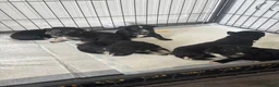 Mixed Breed dogs for sale: shollies - Advert 8