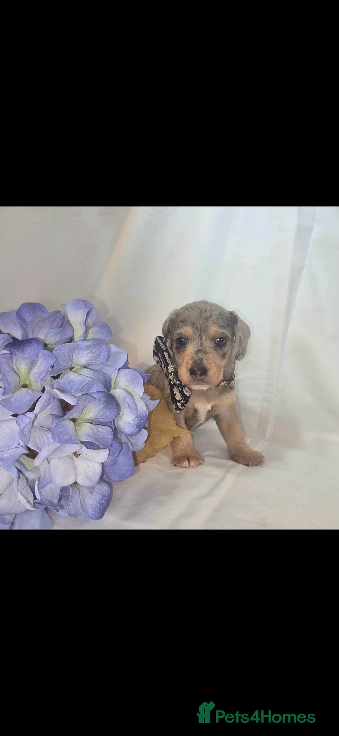 Mixed Breed dogs for sale:  miniature dachshund cross toy poodle doxiepoo   - Image 20