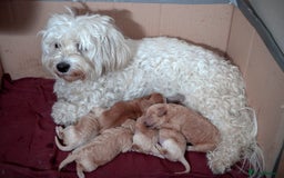 Maltipoo dogs for sale: Gorgeous Maltipoo Puppies – 3 Boys & 3 Girls - Image 15