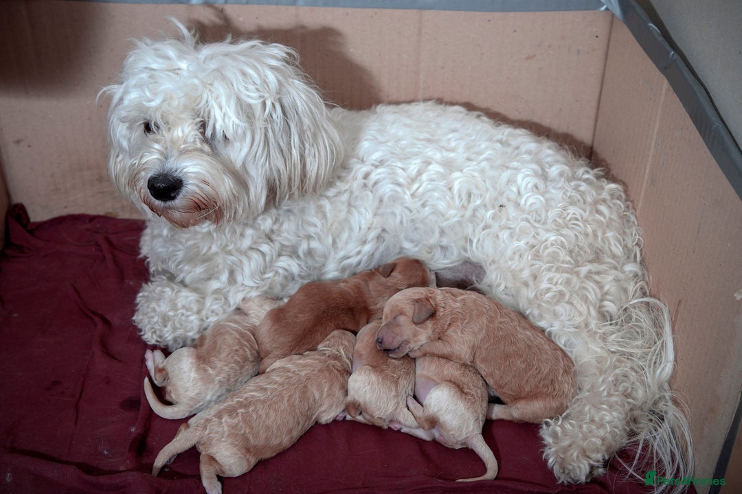 Maltipoo dogs for sale: Gorgeous Maltipoo Puppies – 3 Boys & 3 Girls - Image 15