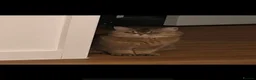 British Shorthair cats for sale: Golden British Shorthair for sale - Advert 6