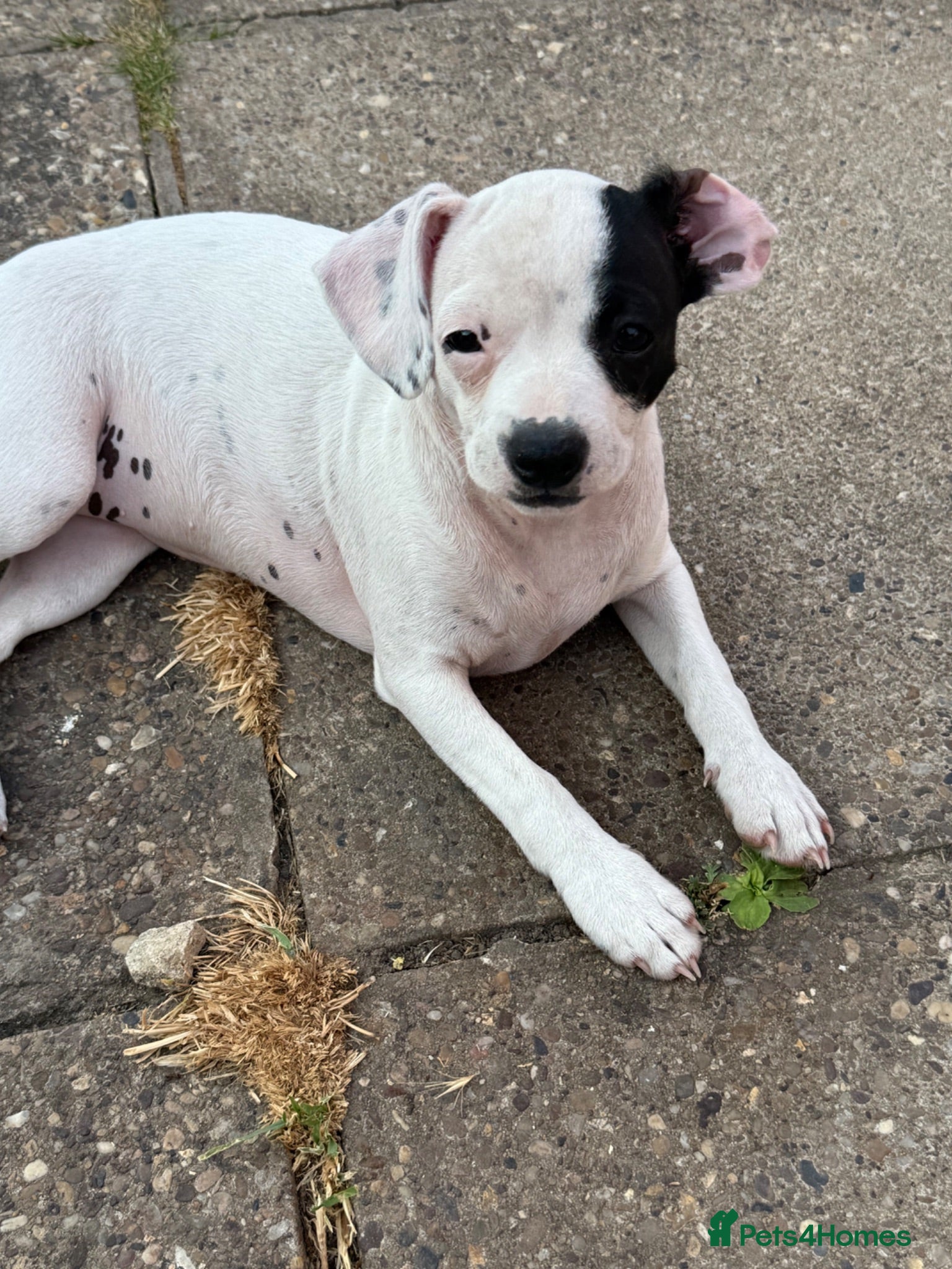 Mixed Breed dogs  16weeks old mixed breed - Advert 11