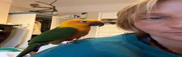 Conures birds for sale: Male Jenday Conure  - Advert 3