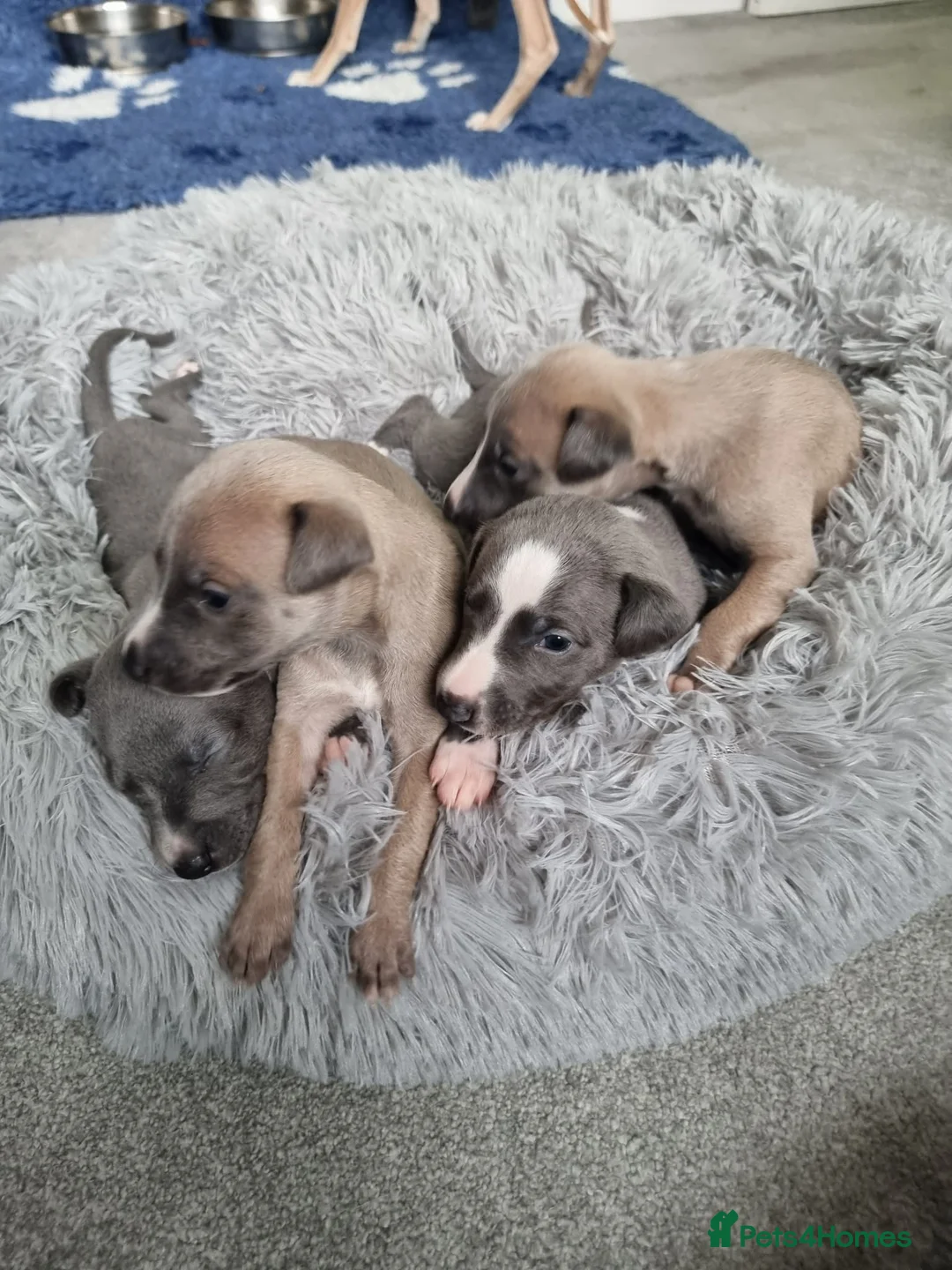 Whippet dogs for sale: Show quality whippets.  - Advert 5