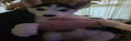 Siberian Husky dogs for sale: 1 beautiful siberian husky puppy left, 1 boy  - Advert 6