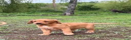 Labrador Retriever dogs for sale: Labrador puppies  - Advert 2