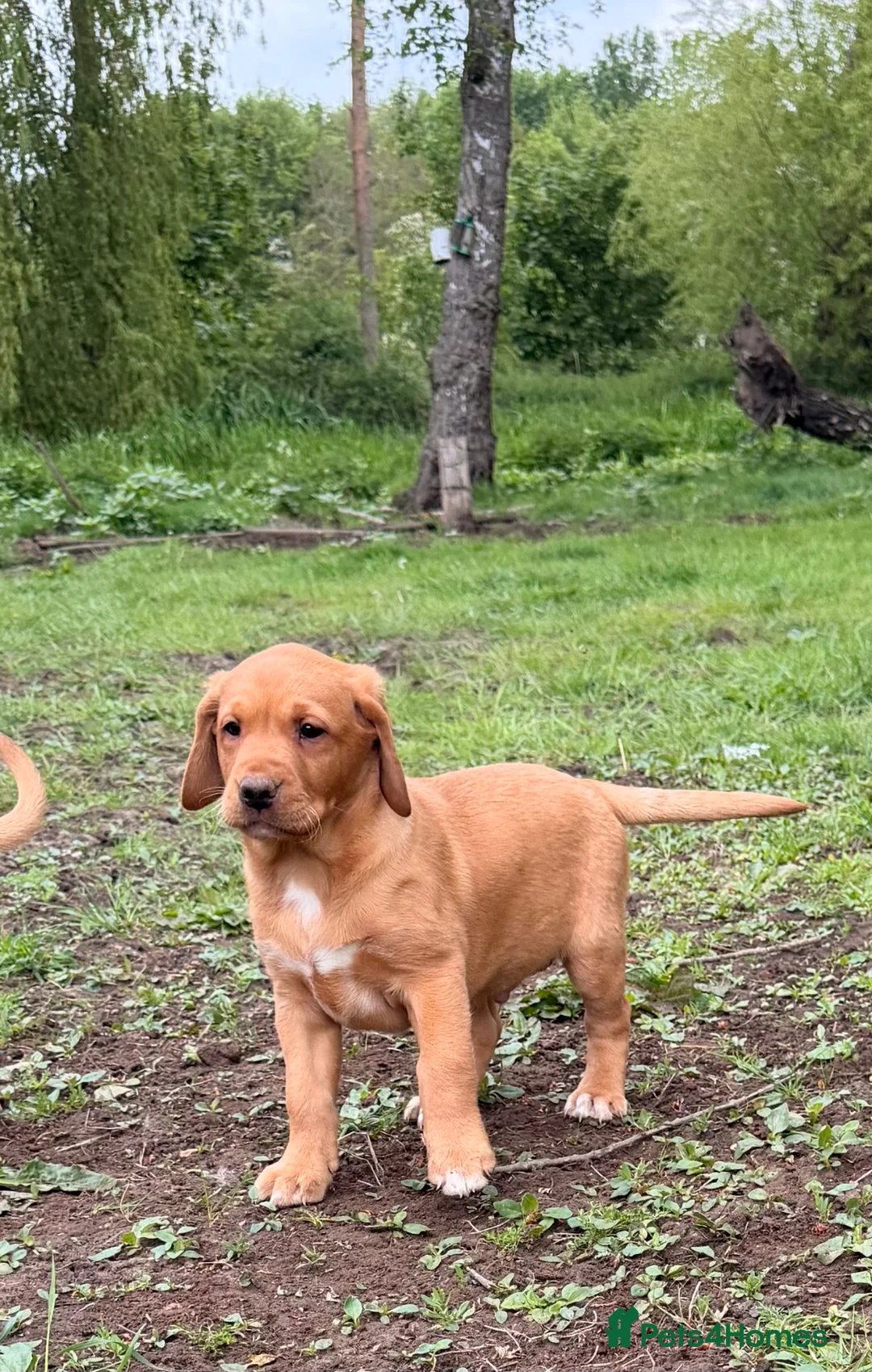 Labrador Retriever dogs for sale: Labrador puppies  - Advert 2