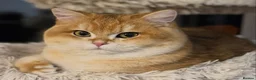 British Shorthair cats for sale: Fully vaccs British shorthair kittens.Ready now - Advert 3