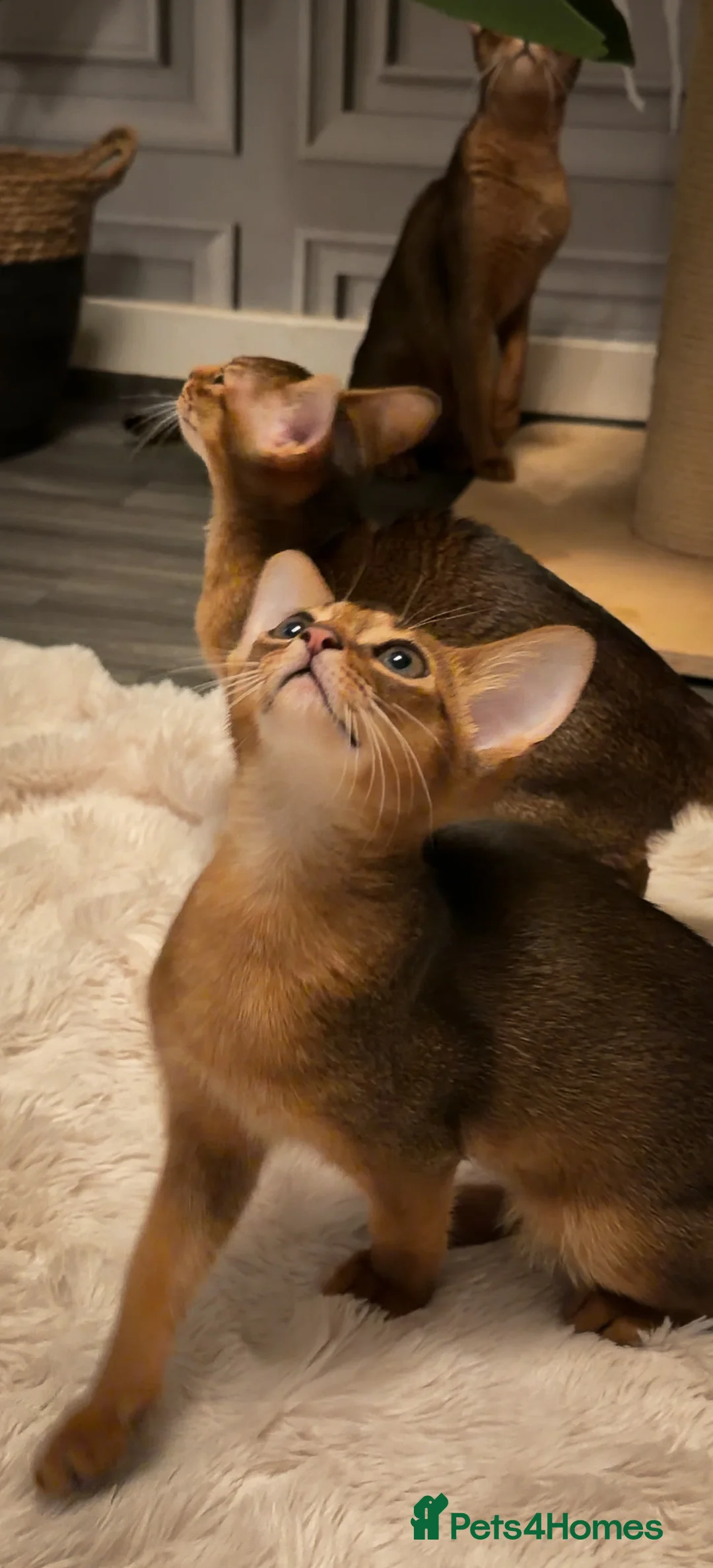Abyssinian cats for sale: Champion Line Pedigree Abyssinian Kittens  - Advert 21