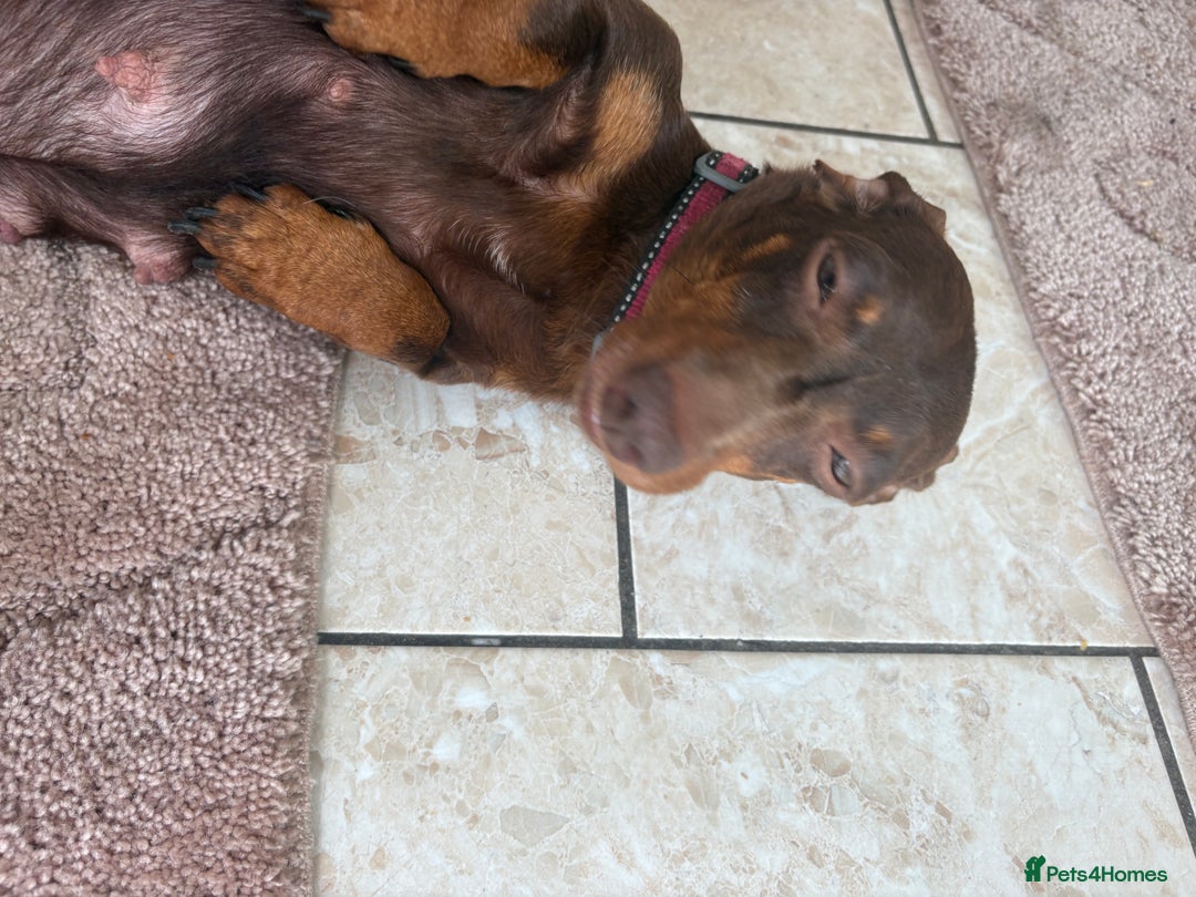 Dachshund dogs for sale: Dachshund  - Image 22