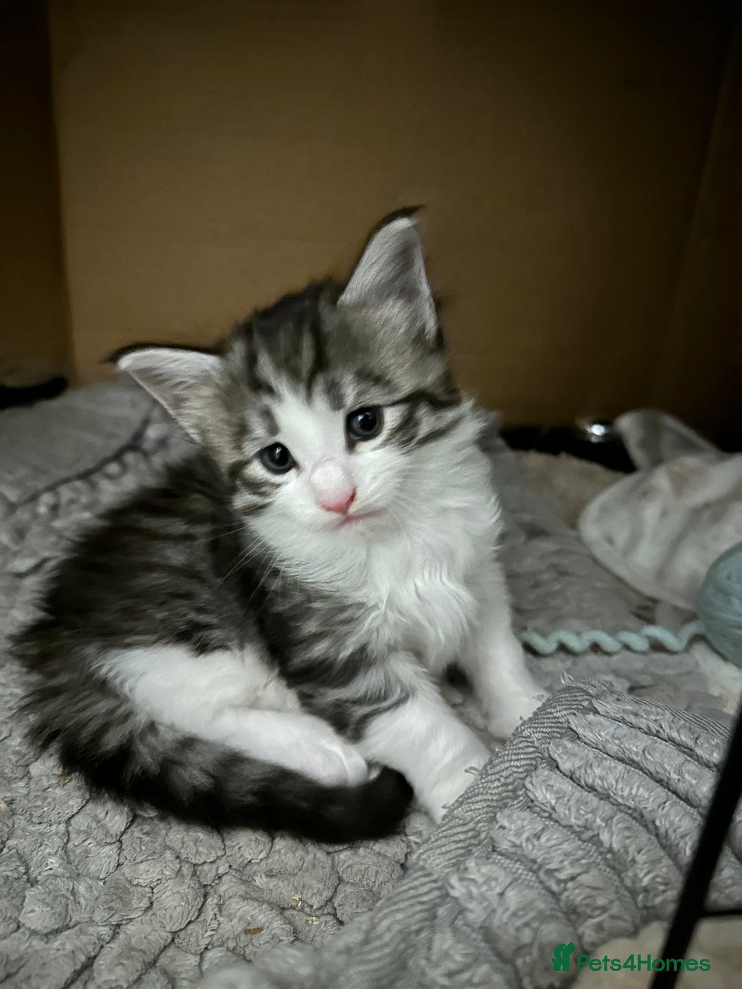 Maine Coon cats for sale: 6x Maine Coon kittens for sale - Advert 15
