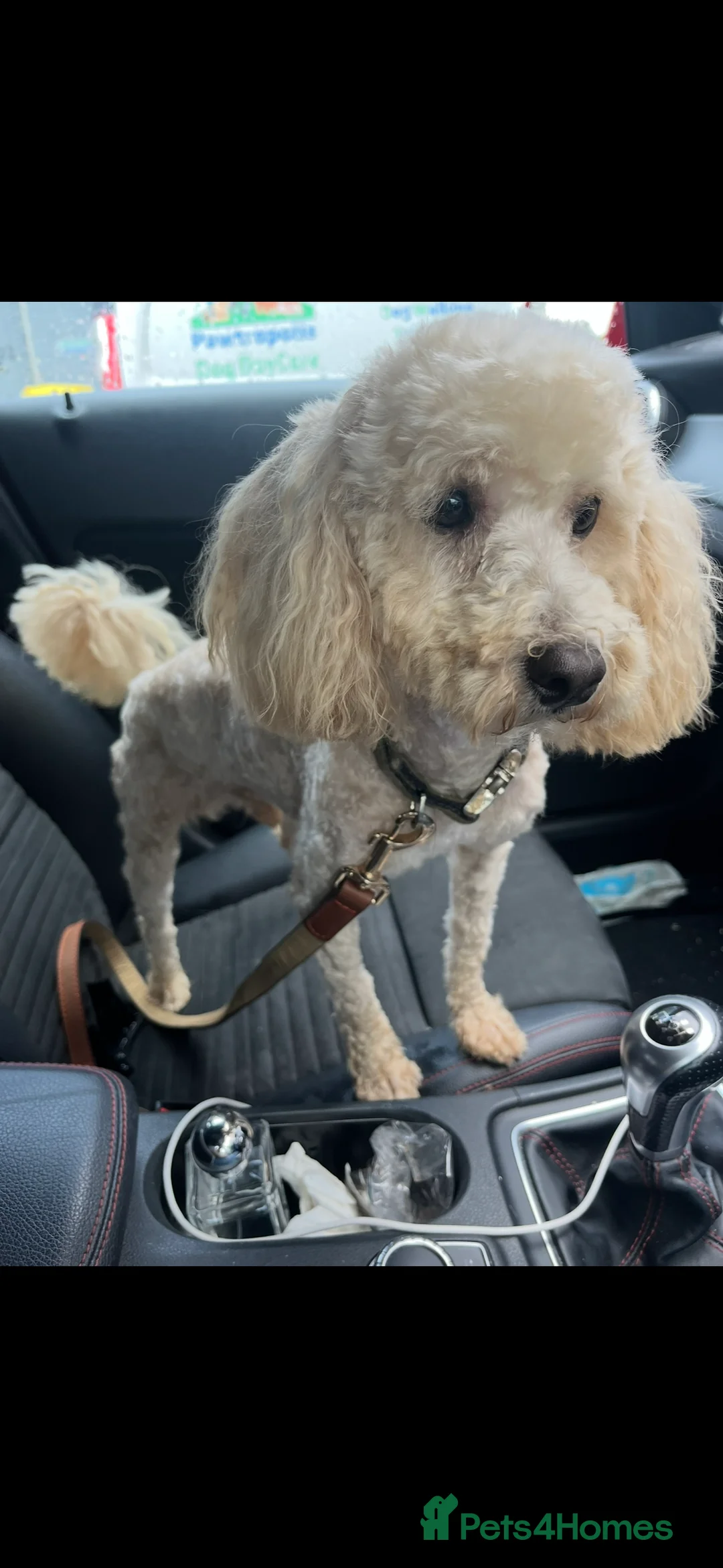 Miniature Poodle dogs for stud: Beautiful, healthy miniature poodle for stud - Advert 1