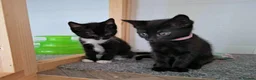 Mixed Breed cats for adoption: LEVI AND LOU - Advert 5
