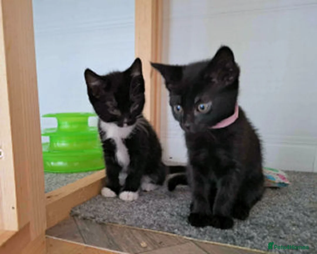 Mixed Breed cats for adoption: LEVI AND LOU - Advert 5