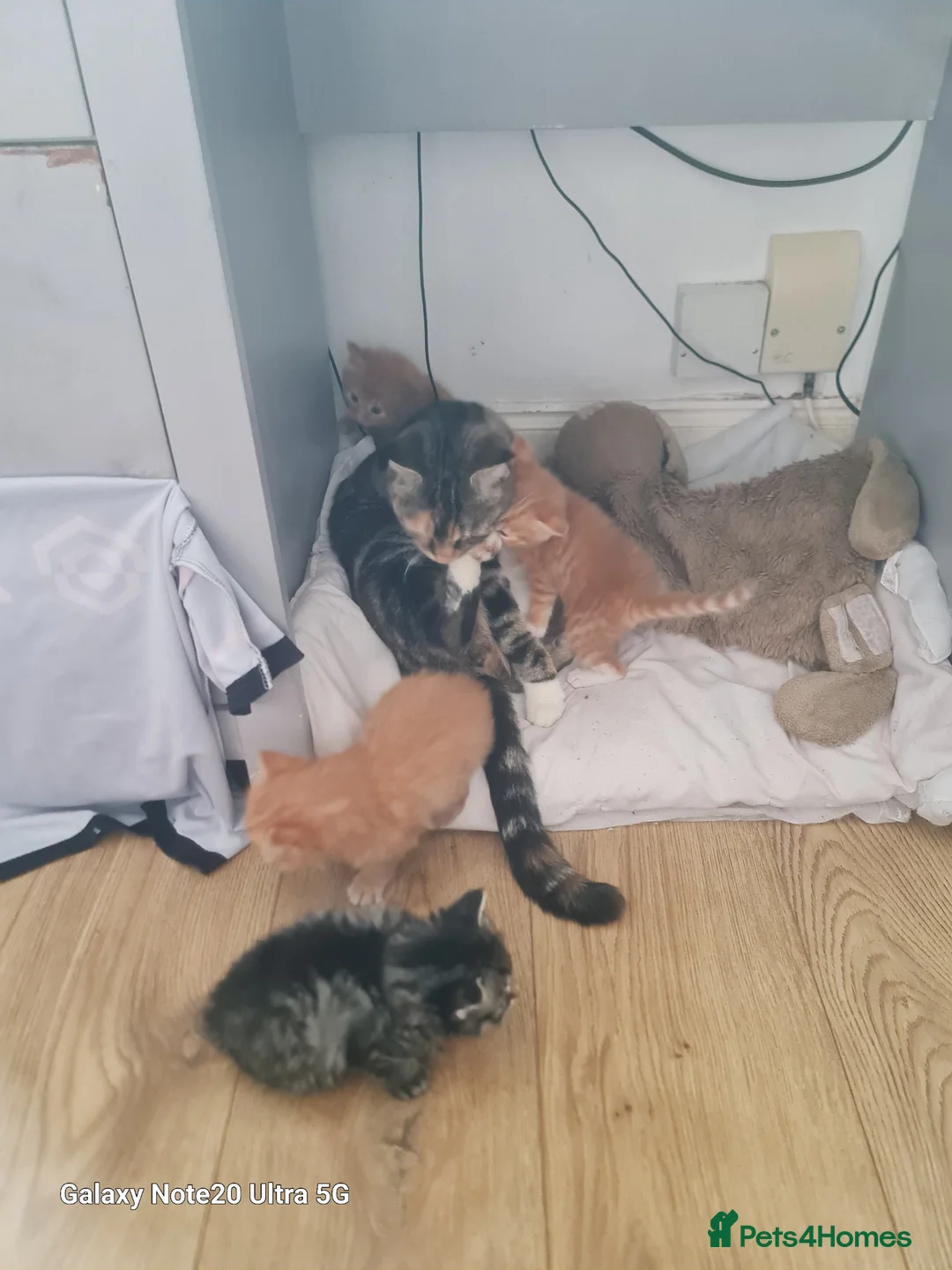 Domestic Shorthair cats for sale: 4 beautiful male kittens - Advert 1