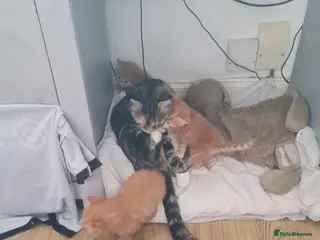 Domestic Shorthair cats 4 beautiful male kittens - Advert 18