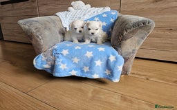 Maltese dogs for sale: KC Korean Maltese Terrier Puppies - Image 11