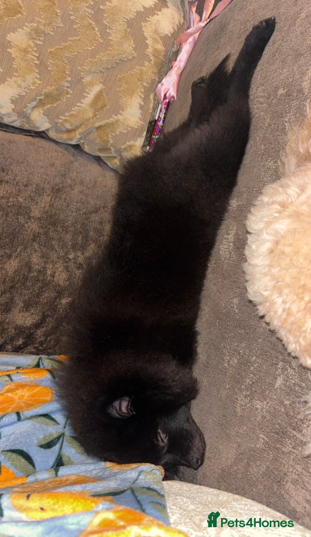 Pomeranian dogs for sale: BEAR 7 month pomeranian - Advert 5