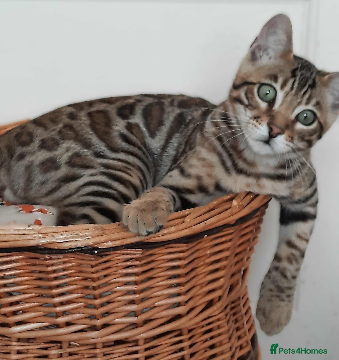 Bengal cats for sale: STUNNING GLITTER PELTED TICA REG BENGAL KITTENS - Image 33